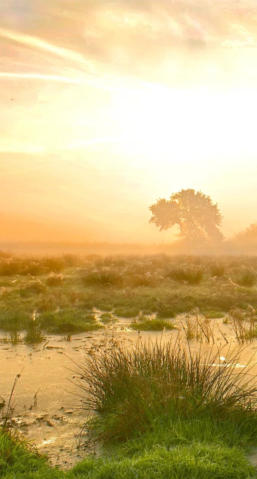 Herbstmorgen, Birk